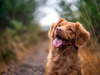How To Reduce Annual Cost Of Pet Ownership | Dusckas Advisory Group